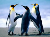 /album/blog-sara/penguins-jpg/