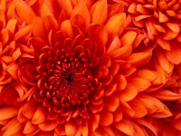/album/blog-sara/chrysanthemum-jpg/