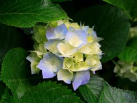 /album/blog-sara/hydrangeas-jpg/